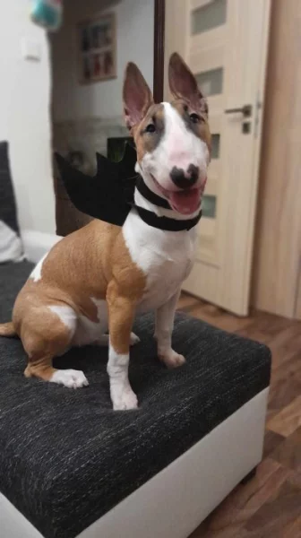 Bullterier