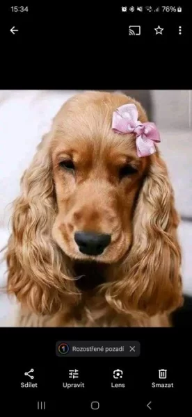 Anglický kokršpaněl