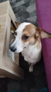 Jack Russell teriér