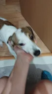 Jack Russell teriér