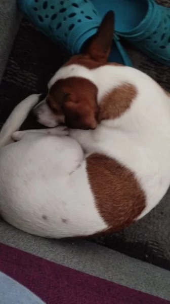 Jack Russell teriér