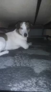 Jack Russell teriér