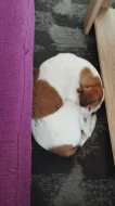 Jack Russell teriér