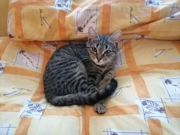 Mladá kočička hledá práci