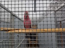 Kakadů růžový, samec 2021 v top stavu. DNA