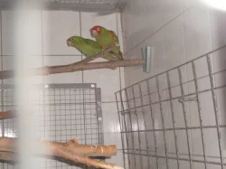 Aratinga červenolící