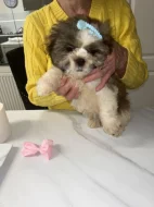 Shih-tzu štěňátka