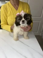 Shih-tzu štěňátka