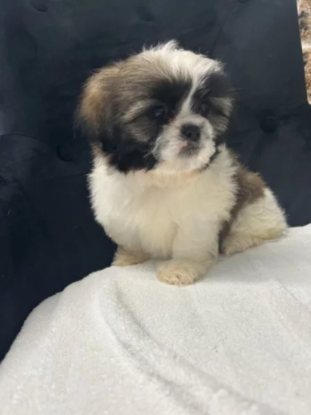 Shih-tzu štěňátka