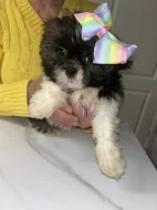 Shih-tzu štěňátka