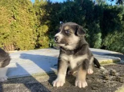 Sibiřský husky x Australský ovčák