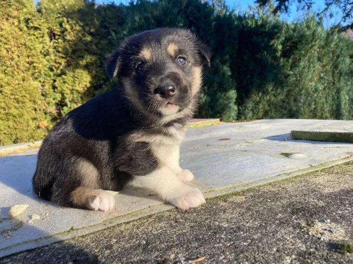 Sibiřský husky x Australský ovčák