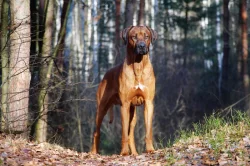 Rhodéského ridgeback s PP - rezervace štěňátek