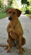 Rhodéského ridgeback s PP - rezervace štěňátek
