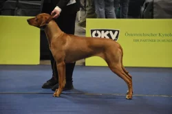 Rhodéského ridgeback s PP - rezervace štěňátek