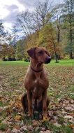 Rhodéského ridgeback s PP - rezervace štěňátek