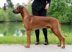 Rhodéského ridgeback s PP - rezervace štěňátek