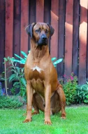 Rhodéského ridgeback s PP - rezervace štěňátek