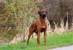Rhodéského ridgeback s PP - rezervace štěňátek