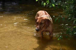 Rhodéského ridgeback s PP - rezervace štěňátek