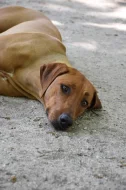 Rhodéského ridgeback s PP - rezervace štěňátek
