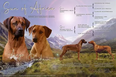 Rhodéského ridgeback s PP - rezervace štěňátek