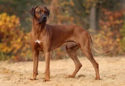 Rhodéského ridgeback s PP - rezervace štěňátek