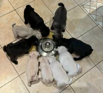 Mops štěňata