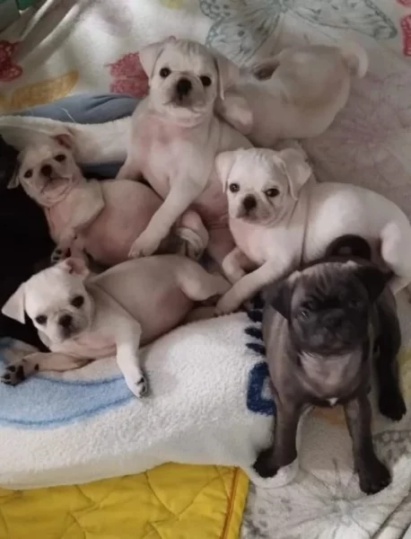 Mops štěňata