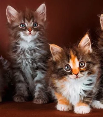 GCCF registrovaný rodokmen Maine Coon Kittens