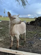 5 mladých koz a kozel