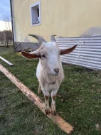 5 mladých koz a kozel
