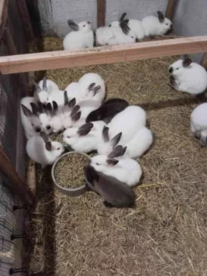 Kalifornský králík