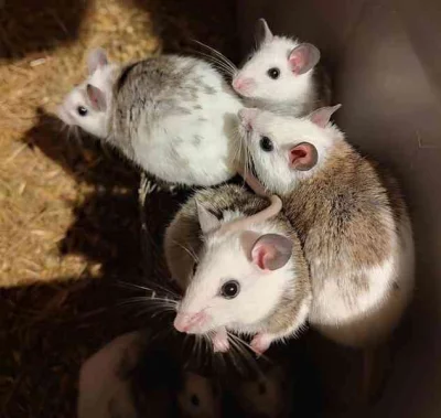 Mastomyš