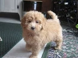 Krásný pejsek a fenka Goldendoodle k adopci.