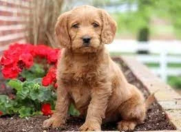 Roztomilá štěňátka labradoodle připravena