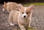 Registrovaná štěňata Pembroke Welsh Corgi