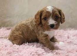 Registrovaná štěňata Cavapoo