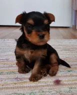 Yorkshire terrier - prodej štěňat