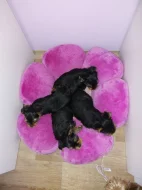 Yorkshire terrier - prodej štěňat
