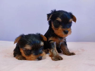 Yorkshire terrier - prodej štěňat