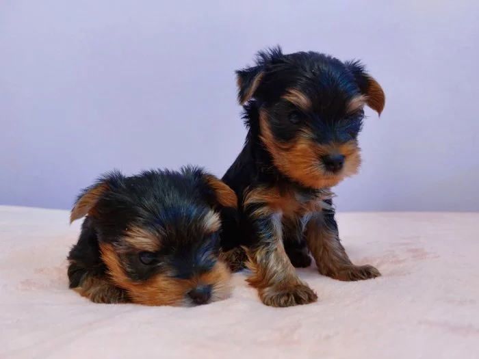 Yorkshire terrier - prodej štěňat