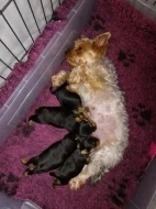 Yorkshire terrier - prodej štěňat