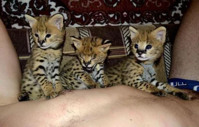 K dispozici koťátka Savannah