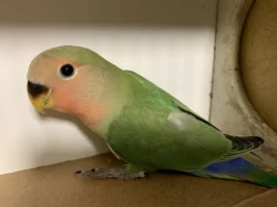 Agapornis růžohrdlý