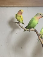 Agapornis růžohrdlý