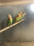 Agapornis růžohrdlý