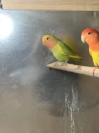 Agapornis růžohrdlý