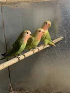 Agapornis růžohrdlý