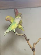 Agapornis růžohrdlý